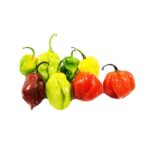 HOT PEPPER PACK